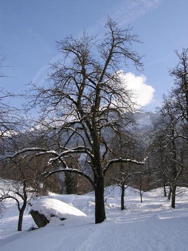 a group of trees in the snow at Haus Sonnegg in Finkenberg