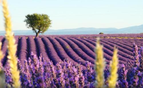 um campo de flores roxas com uma árvore ao fundo em Escapade à Vinon sur Verdon em Vinon-sur-Verdon