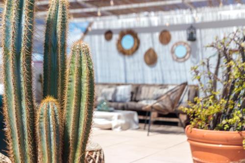 a cactus in a greenhouse with a couch in the background at Precioso ático en Valencia. in Valencia