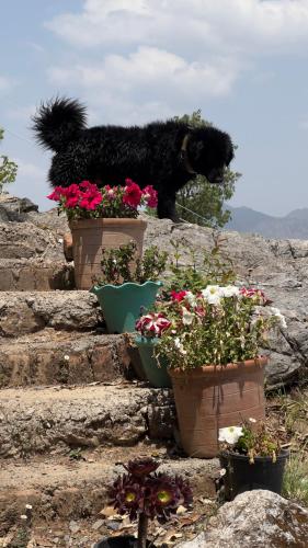 a black dog walking up some stairs with flowers at Ananta Prana in Mussoorie