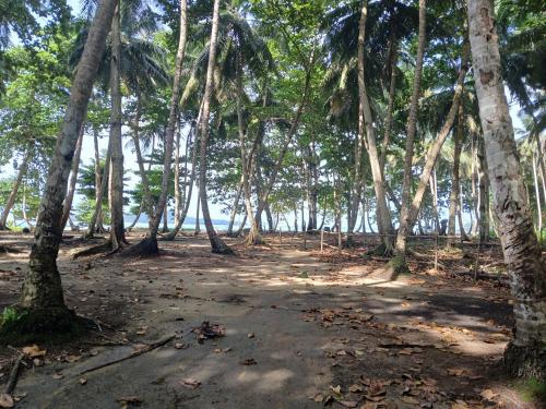 a forest of palm trees with the ocean in the background at Big Mama's Little House Casa da Mãe Grande in Porto Alegre