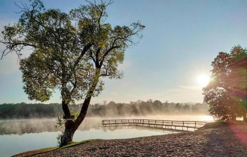 a tree on the shore of a lake with a bridge at Nice Apartment In Tumiany With Wifi in Tumiany