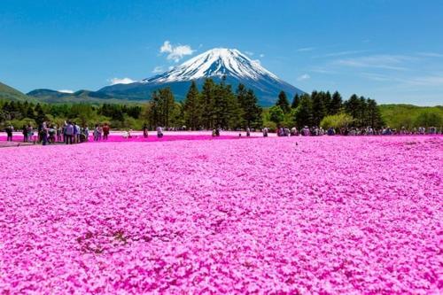 a field of pink flowers with a mountain in the background at Quarto Cambirela in Palhoça