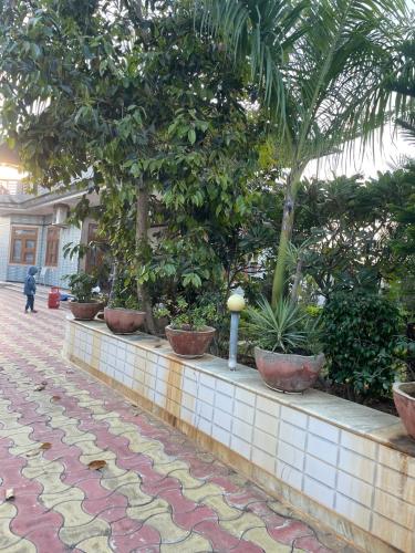 a row of potted trees and plants on a wall at The hide away home restore in Chonp