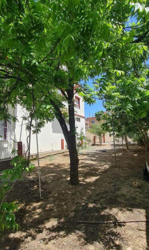 uma árvore em frente a um edifício branco em chawi99@ em Menzel Jemil