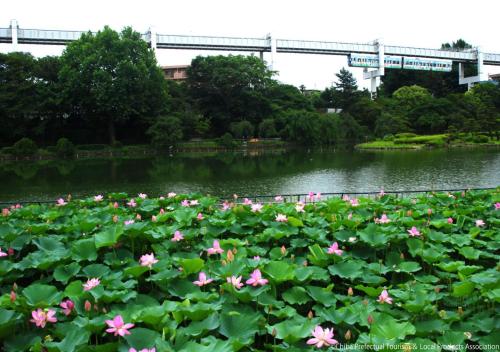 千葉的住宿－APA Hotel Chiba Ekimae，池塘里的一束粉红色花