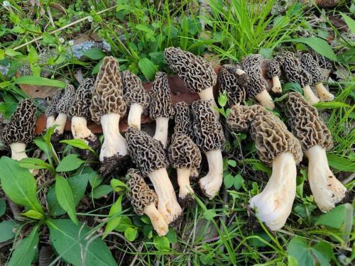 a group of mushrooms laying on the grass at Hocking Hills Cabin-Private Hot Tub, Hiking, Caves in Rockbridge