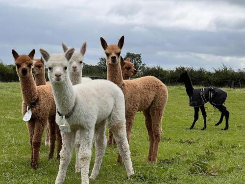 a group of llamas standing in a field at The Alpaca Farmhouse with hot tub and alpaca experience included in Dromara