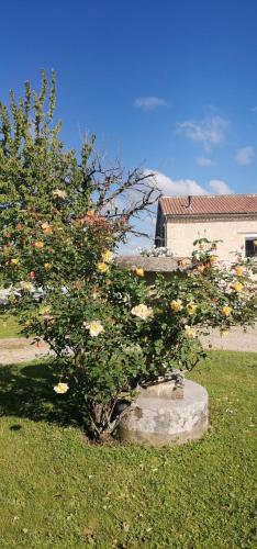 a tree in the grass in a yard at Chambres d'hôtes des Princes de Bel Air in Loudun