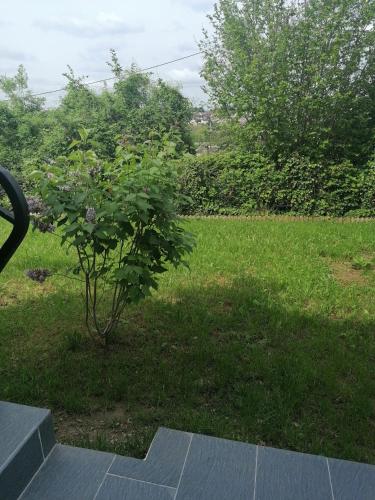 un pequeño árbol en medio de un patio en Logement Tianaina, en Marly-la-Ville