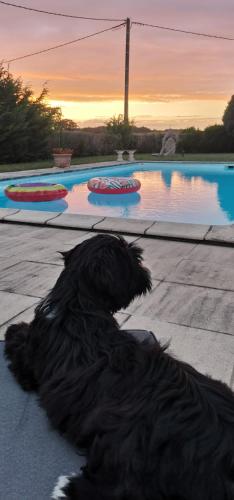a black dog laying next to a swimming pool at Chambres d'hôtes des Princes de Bel Air in Loudun