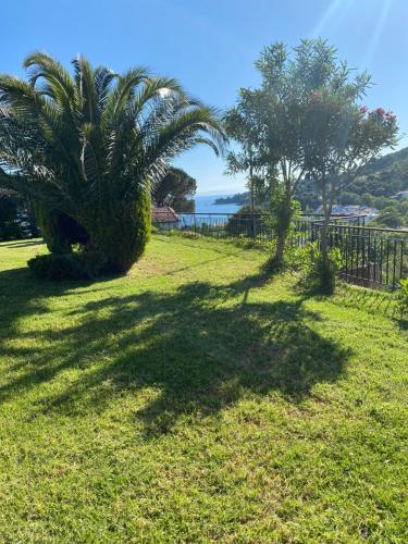 a palm tree casts a shadow on the grass at Villa Xanthippi in Agia Paraskevi