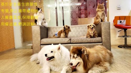 a group of dogs and cats sitting on a couch at i-Deal Hotel in Taichung