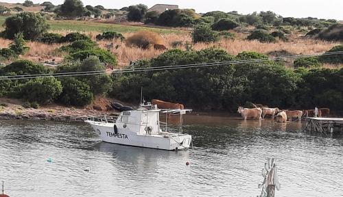 un barco en el agua con vacas en el agua en Il Campo Blu, en Ognina