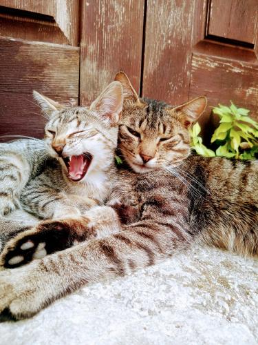 two cats are sleeping next to each other at old house in Konjic