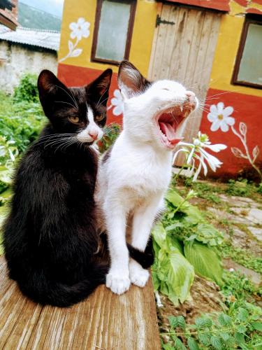dos gatos blancos y negros sentados uno al lado del otro en old house en Konjic