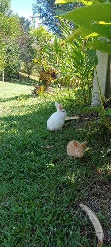 two cats sitting in the grass in the yard at Skale Peregrino in Choachí