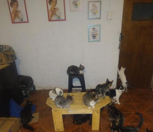 a group of cats are sitting on a table at Casa de alojamiento in Santiago