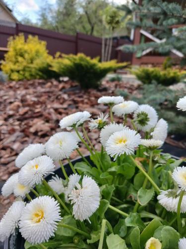 a bunch of white flowers in a garden at "Глиняна хатинка" in Beloberëzka