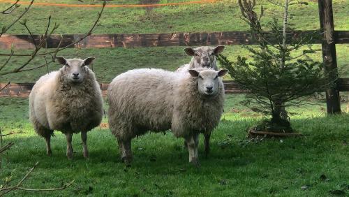 tres ovejas de pie en el césped en un campo en La CHARETTERIE Gites du Manoir de La Porte en Les Authieux-sur-Calonne