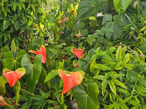 two red flowers on a bush with green leaves at Dalkeith Greathouse in Knockpatrick