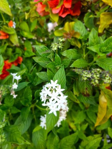 a white flower in a bush with colorful flowers at Dalkeith Greathouse in Knockpatrick