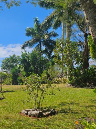 a small tree in a field with palm trees at Dalkeith Greathouse in Knockpatrick