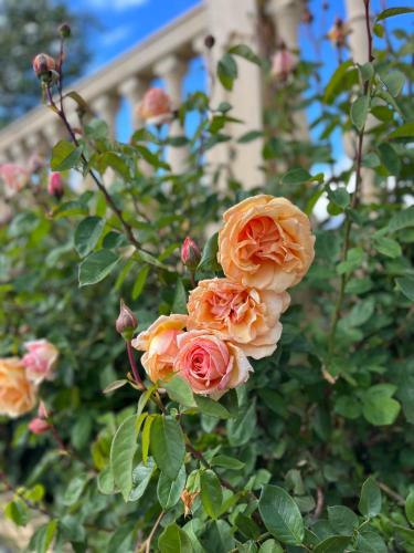 a group of orange roses in front of a building at casa rural Hachuelo in Montefrío