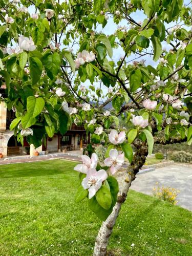 a tree with white flowers on it in a yard at Hotel Finca Malvasia - Adults only in Cabezón de Liébana