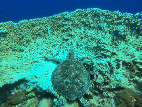 a green sea turtle swimming over a coral reef at Maricho Homestay in Besir