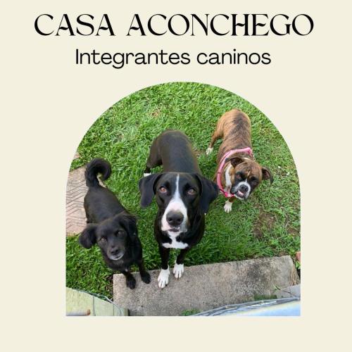 a group of three dogs laying in the grass at Casa Aconchego 345 ao lado Alles Park in Pomerode