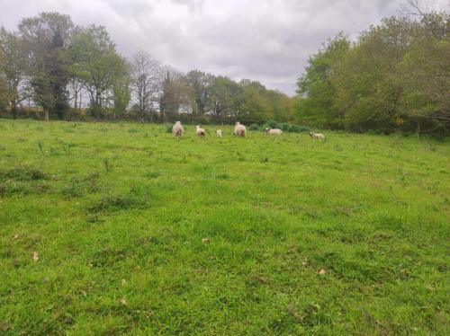 un troupeau d’ovins herbivores dans l'établissement KOADOu, à Pluméliau