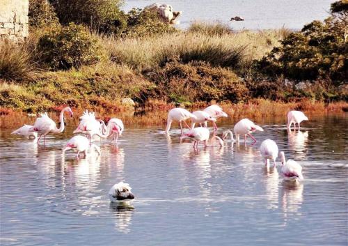 a flock of pink flamingos in the water at Sardegna, House of Flamingos Olbia Apartment in Olbia