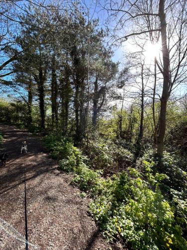 a dog is walking down a path in the woods at The Round House in Strangford