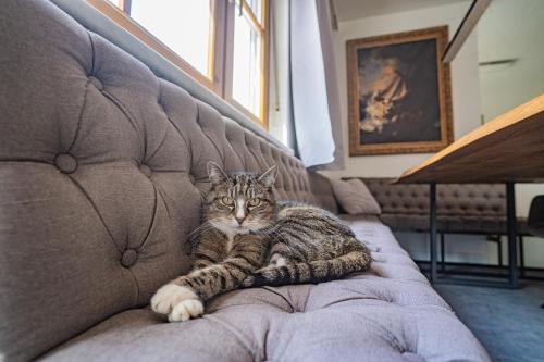 a cat is sitting on a couch at Villa mit Pool und Garten in Thalheim bei Wels