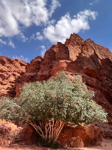 a tree in front of a rocky mountain at Bedouin lifestyle in Wadi Rum