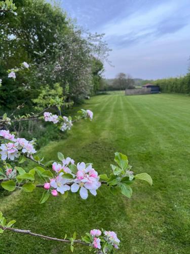 a field of grass with pink flowers and trees at Gorgeous countryside cabin in Lyminge