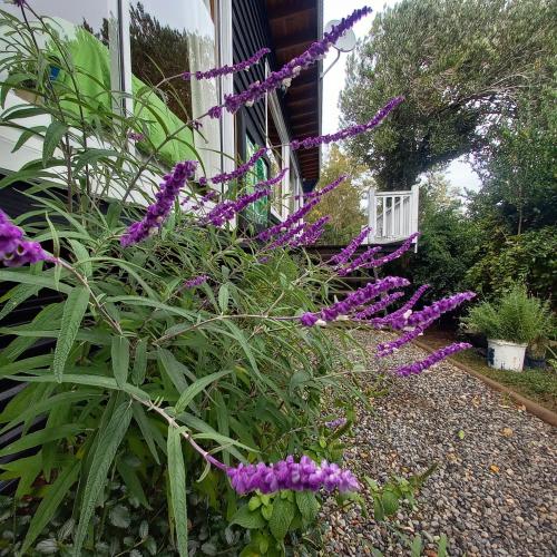 ESTANCIA LOS BOLDOSにある庭