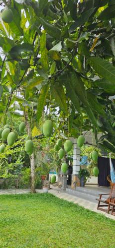 a tree with lots of green fruit hanging from it at Villa The Leaf in Weligama