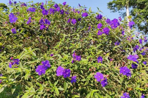 a bunch of purple flowers on a bush at Casa Arthémis - Guapiles in Guápiles