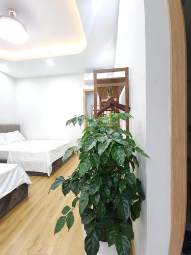a room with two beds and a potted plant at Timi Homestay Near the Wave Park Ocean Park 2 in Hòa Bình