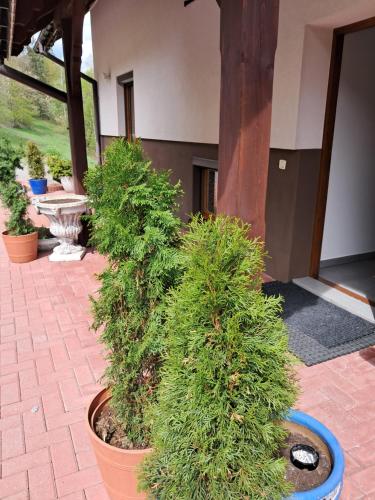 a row of plants in pots on a patio at U Eli in Korbielów