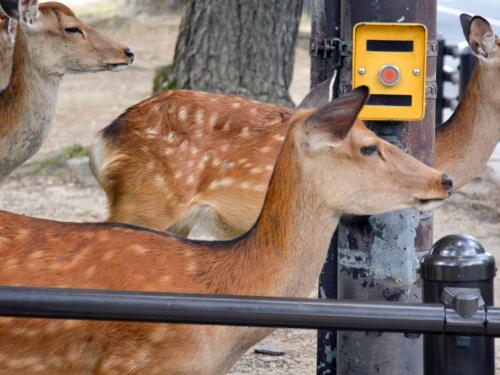 a group of deer standing next to a post at Nara - Hotel / Vacation STAY 47950 in Nara