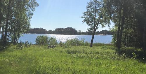 a cow standing in a field next to a lake at Island Beach House in Värmdö