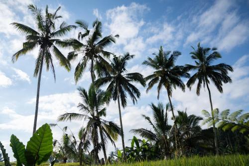 a group of palm trees against a cloudy sky at Moonterra Villa Sebatu in Tampaksiring