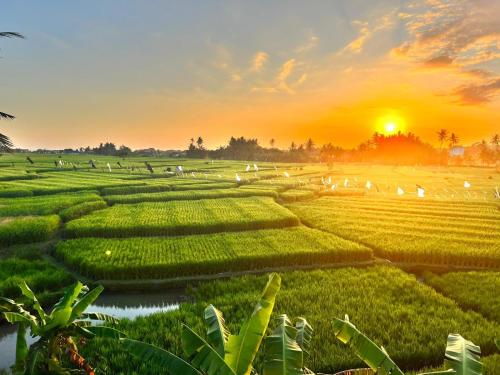 a field of green crops with the sunset in the background at Villa Parisson in Munggu
