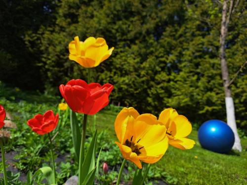 a group of red and yellow flowers in a yard at Champêtre Park View Apartments in Rīga