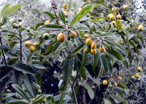 a bunch of fruit on a tree in an orchard at بيت الطبيعة nature house in Jerash