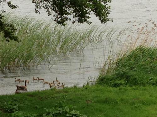 a group of ducks swimming in a body of water at Röblinseeterrassen in Fürstenberg-Havel