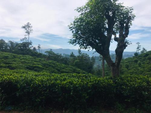 a tree in the middle of a tea plantation at MF Holiday Bungalow in Bandarawela